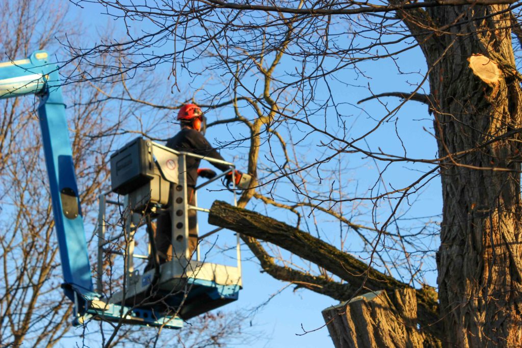 Hubsteiger Baumfällarbeiten